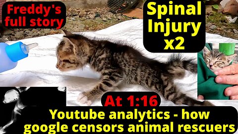 How youtube censors even KITTENS -1 month old kitten with spinal injuries Freddy's full story!