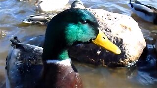 DON'T FEED BREAD TO BIRDS AND FOWL | A guide to feeding ducks the RIGHT way.