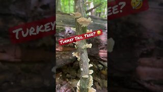 Turkey Tail Tree. #shorts #mushrooms #foraging #turkeytail