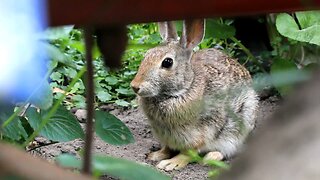 Rabbit Resting in the Shade