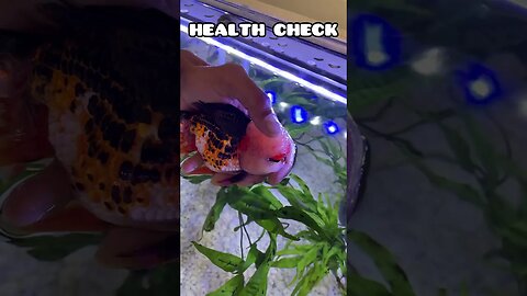 GIANT ORANDA HEALTH CHECK ✅ #fancygoldfish #aquarium #fishtank #goldfish #goldfishhealth