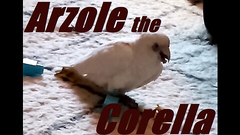 Arzole the Corella