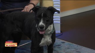 Pet Patrol | Morning Blend