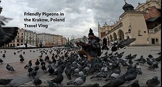 I don't like the birds, but these birds like me, Friendly Pigeons in the Krakow, Poland