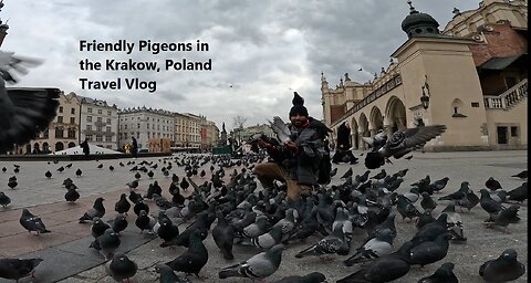 I don't like the birds, but these birds like me, Friendly Pigeons in the Krakow, Poland