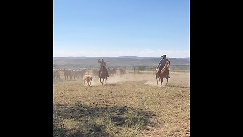 Helping at the neighbor’s longhorn branding