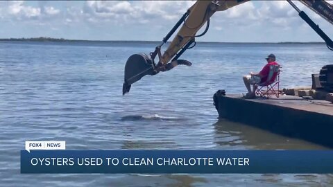 Oyster shells used to clean water in Charlotte Harbor