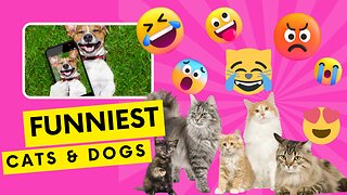 The Most Funniest Videos fo CATS & DOGS on the Internet