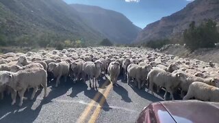 Sheep herd halts national park traffic