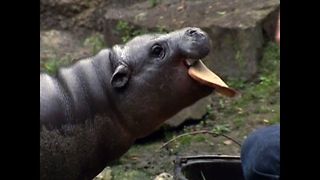 Paul The Baby Hippo