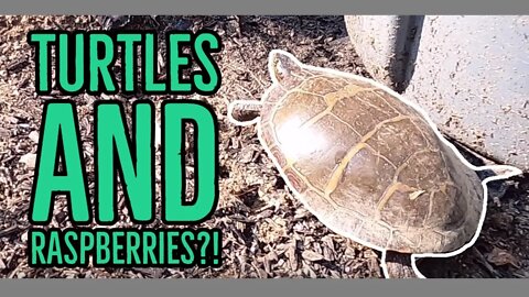 Turtles and Raspberries?!