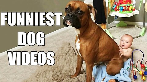 TOP 10 Funniest dog video compilation 2024 🐶