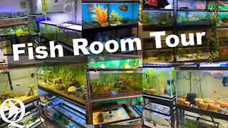 Fish Room Tour 2020
