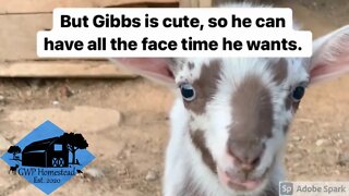 Baby goat Gibbs is a camera hog #shorts