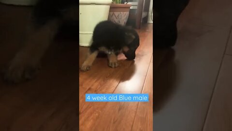 4 week old blue male puppy #shorts