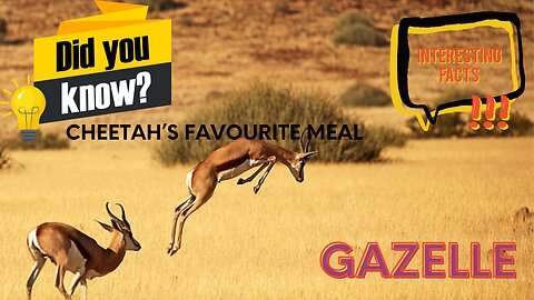 Interesting facts about Gazelle