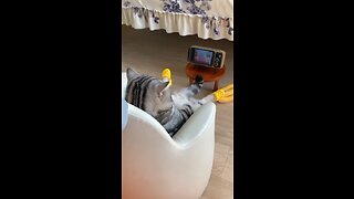 Funny animals| funny videos| try not to laugh #cat #cute #shorts