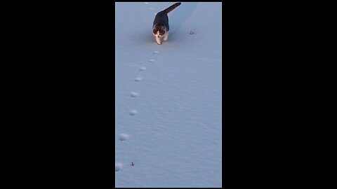 🥰 Cate Cat's Tricks of Walking On Ice ❄️