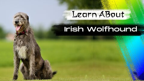 Irish Wolfhound One Of The Tallest Dog Breeds In The World