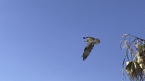 Osprey at Fort De Soto May 23 2024