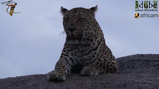 Leopard on a Rock