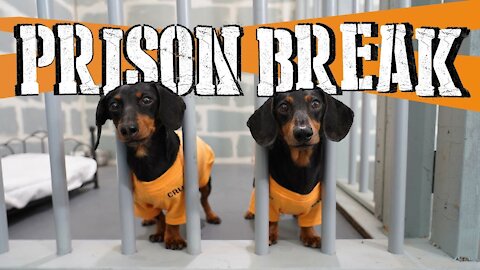 "WIENER DOGS PRISON BREAK" Funny and Cute Dogs Escaping Jail!