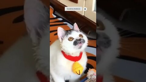 cute cat videos 😹 funny videos 😂 557 😻