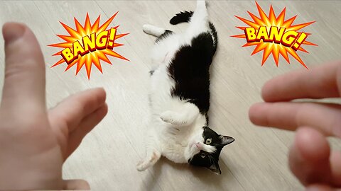 Funny cat 😽 vs Gun 🔫 - Funny Animals 😂 playing dead on finger shot Compilation || Animal Gags