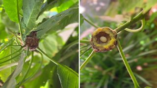 Hummingbird nest is one of the great wonders in all of nature