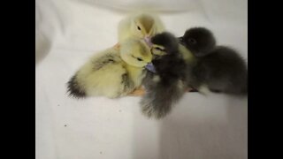 Some Ducklings