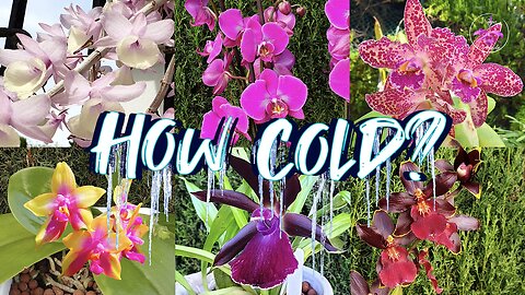 How COLD can You GROW Orchids? How Temperature Tolerant Orchids in different Genera #ninjaorchids