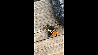 Wasp and butterfly