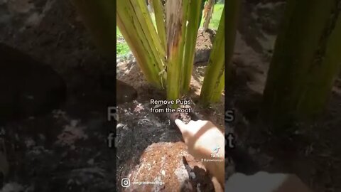 Learn How To Grow Bananas