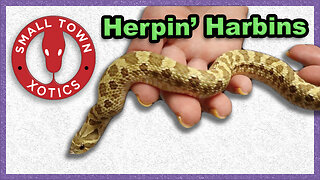 Hogtober | Herpin' Harbins | Hognose