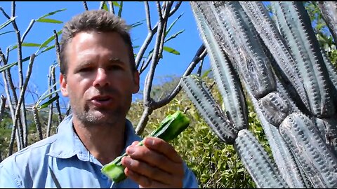 Survival! Eating cactus as an alternative to water on Snake Island