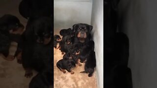 🐕🐾 Rottweiler Protecting Her Puppies🧸#shorts