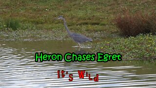 Heron Chases Egret