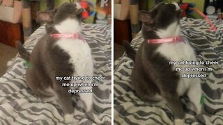 Cat Does His Best To Cheer Up Depressed Owner