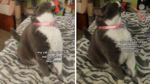 Cat Does His Best To Cheer Up Depressed Owner