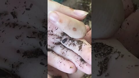 Florida Fast Isopods