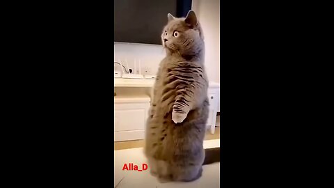 Cat funny Video || Cat shocking ||