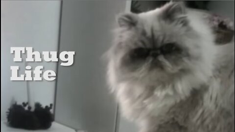 THUG LIFE CAT 😎 Funniest Cat 😅