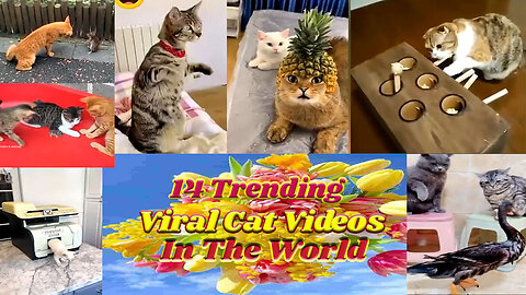 14 Trending Viral Cat Videos in the World