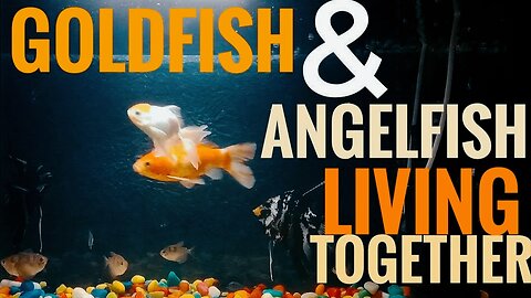 Goldfish and angelfish living together