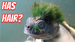 The Weirdest Turtle To Ever Live!