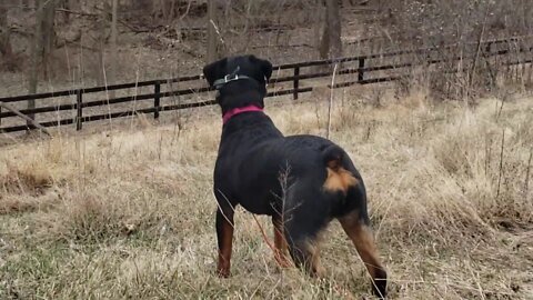 Rottweiler - Spotting Deer