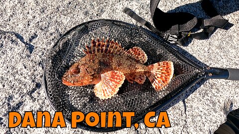 How Neat Are Sculpins :D!? Chilling and Jetty Fishing Dana Point, CA