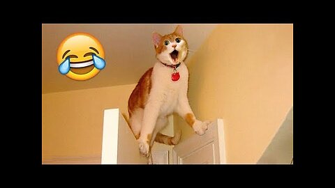 Best Funny Animal Videos Of The 2023 🤣 - Funniest Cats And Dogs Videos 😺😍😂🐶 Funny cat & dog videos 😍