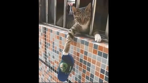New Funny Videos 2023 Cutest Cats and Dogs