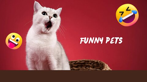 🤣🤣 my funny pets - MyPetz